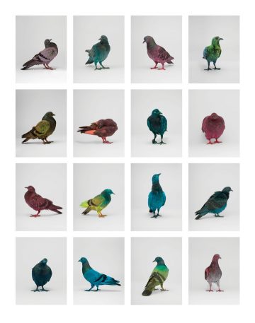 some_pigeons13