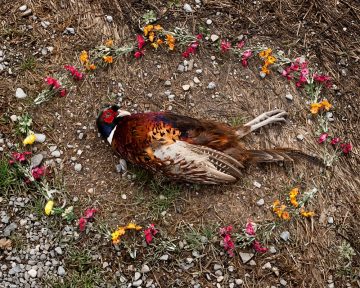 Pheasant, from the series At Rest