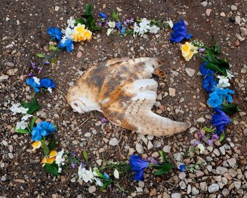 Owl, from the series At Rest