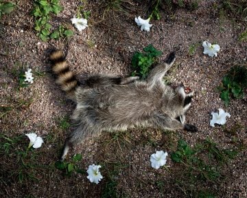 Raccoon, from the series At Rest
