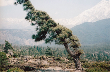 some windy trees - IGNANT