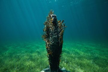 Jason deCaires Taylor_underwater09