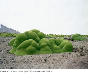 Sussman_The Oldest_Living Things_in_the_World_01