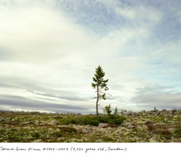 Sussman_The Oldest_Living Things_in_the_World_03