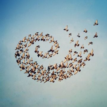 Shaun_Kardinal_Flying_Formation_01