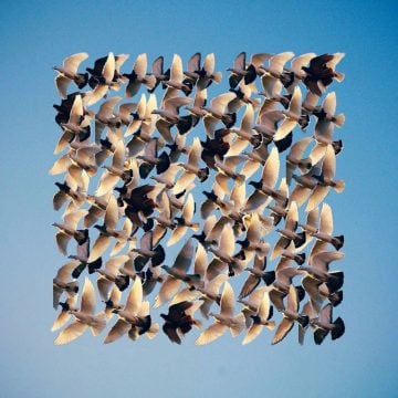 Shaun_Kardinal_Flying_Formation_02