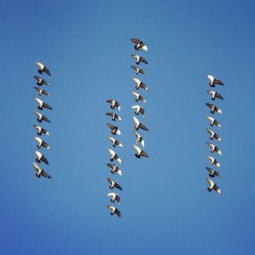 Shaun_Kardinal_Flying_Formation_06