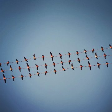 Shaun_Kardinal_Flying_Formation_07