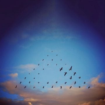 Shaun_Kardinal_Flying_Formation_08