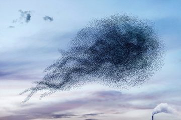 AlainDelorme_Murmuration_01