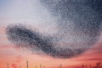 AlainDelorme_Murmuration_02