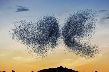 AlainDelorme_Murmuration_03