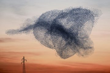 AlainDelorme_Murmuration_04