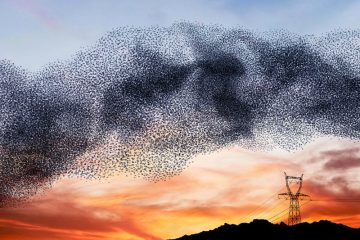 AlainDelorme_Murmuration_05