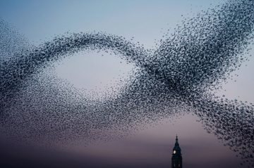 AlainDelorme_Murmuration_06