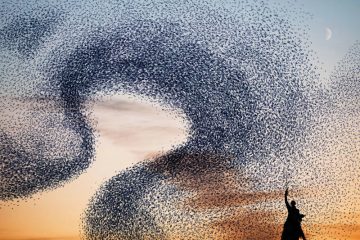 AlainDelorme_Murmuration_07