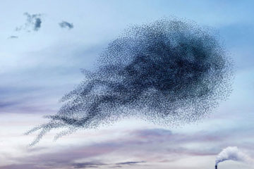 AlainDelorme_Murmuration_pre