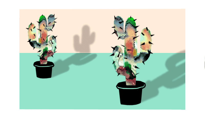 Kaktus-Monja-Gentschow
