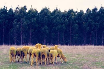 gray-malin-dream-series-rainbow-sheep-02