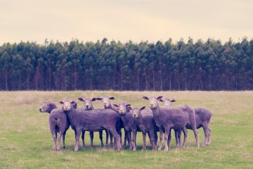 gray-malin-dream-series-rainbow-sheep-08