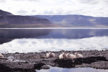 Iceland_Ignant_006