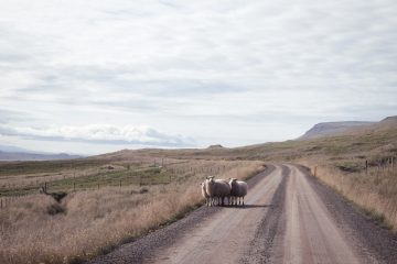 Iceland_Ignant_026
