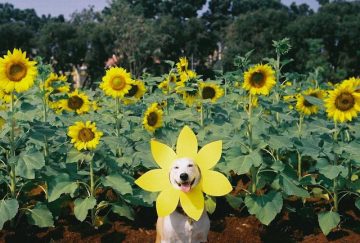 Gluta_Happy_Dog_02