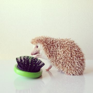 darcytheflyinghedgehog_Instagram_001