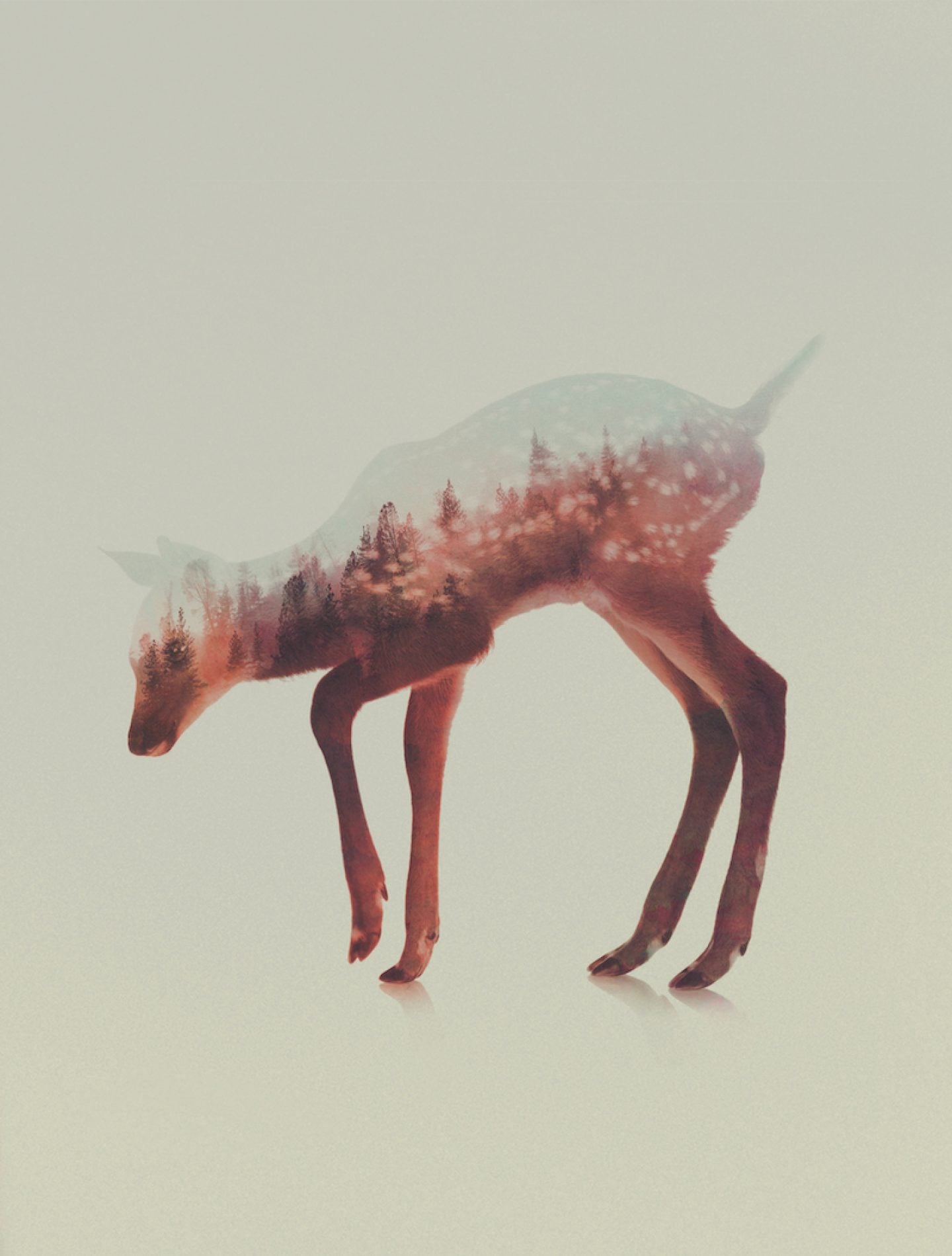 Double Exposure Animal Portraits By Andreas Lie - IGNANT