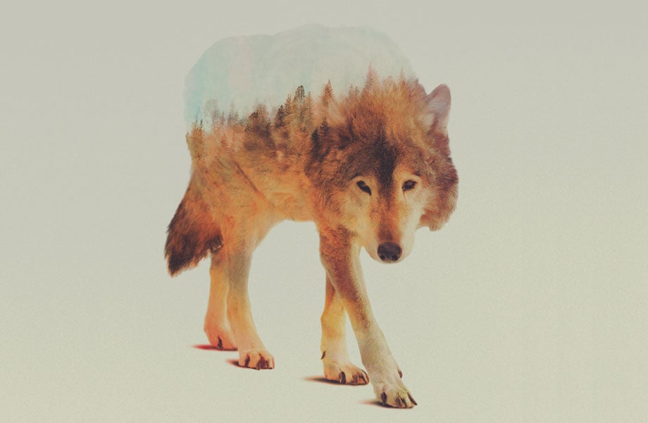 Double Exposure Animal Portraits By Andreas Lie - IGNANT