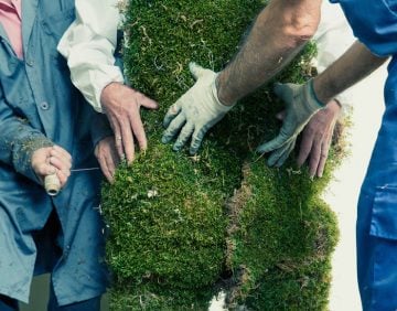 Man being dressed in a suit of moss.  The Moss Men of Bejar.