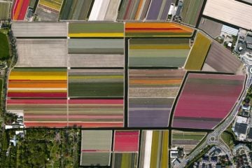 Tulip Fields - Lisse, Netherlands