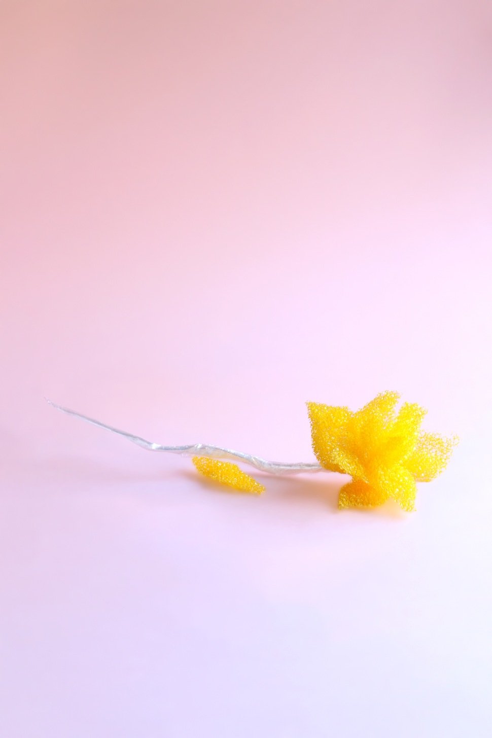 Sponge Daffodil_Pink