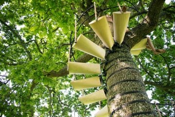 canopy_tree_stairs-thor_ter_kulve_robert_mcintyre_design_03