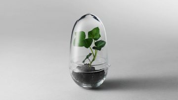 miniature greenhouse