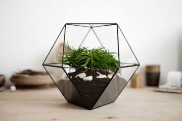 terrarium