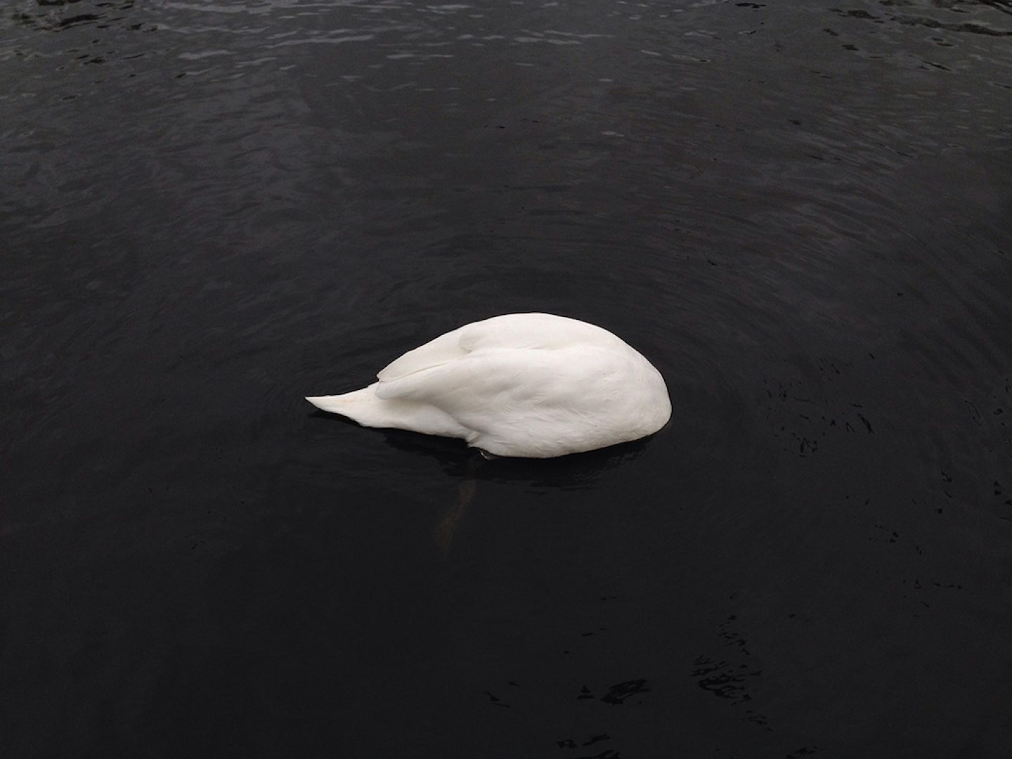 annlee_photohgraphy_swan
