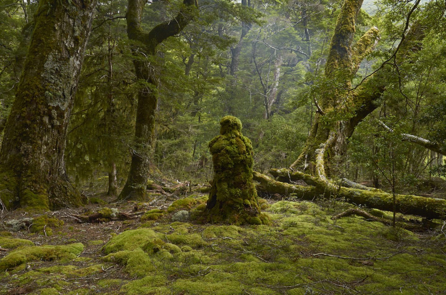 martinhill_art_Rainforest Guardian