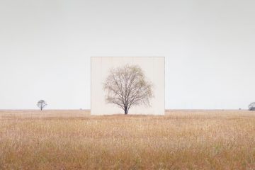 IGNANT-Art-Myoung-Ho-Lee-Tree-4