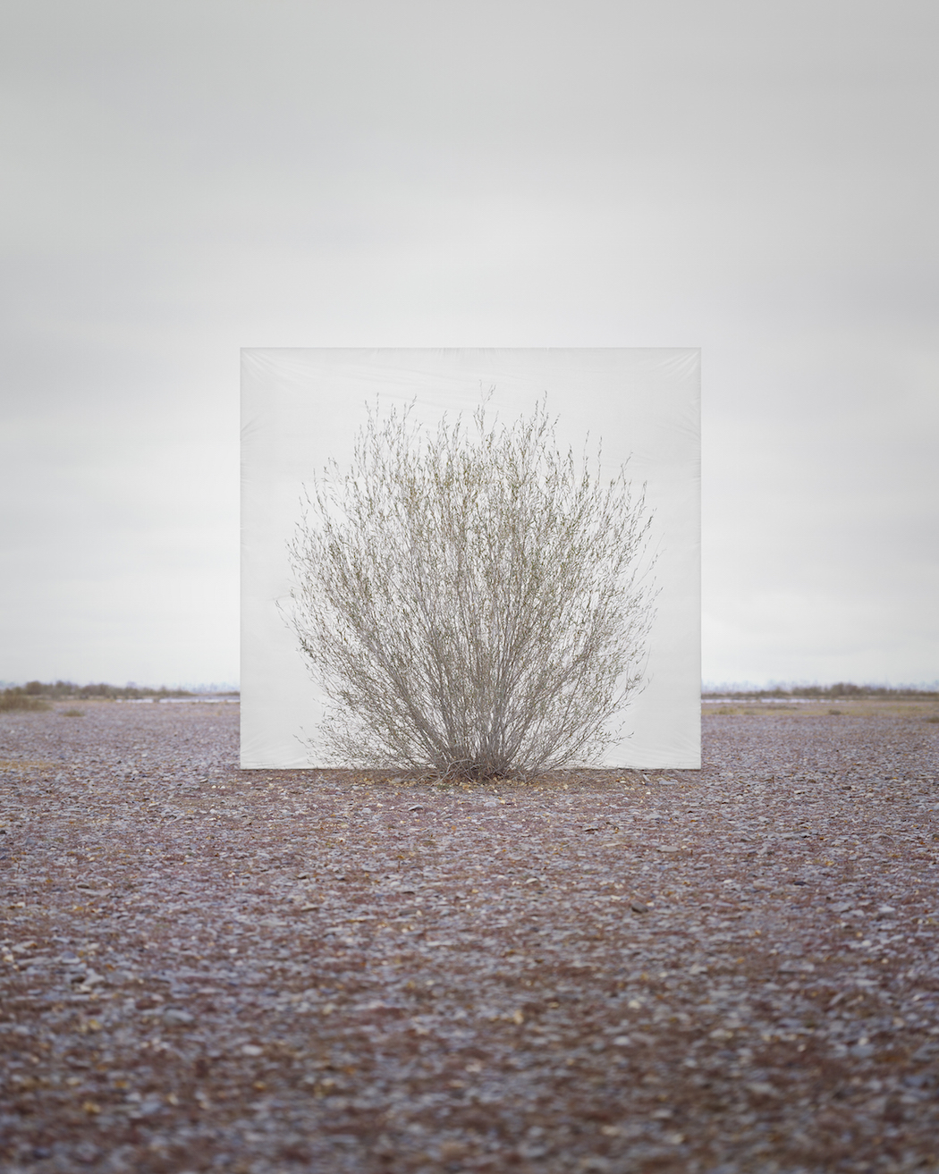 Myoung_Ho_Lee_Tree...5,2011