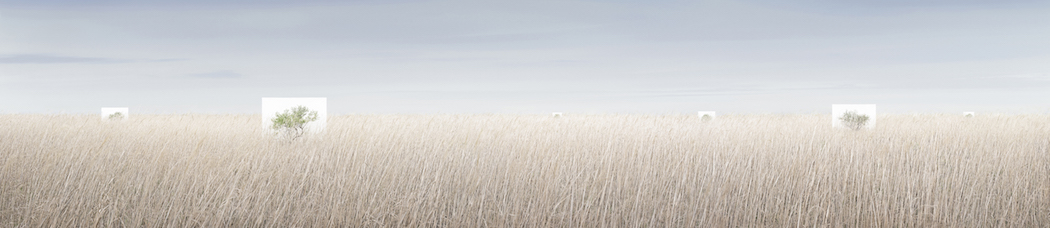 Myoung_Ho_Lee_Tree...8,2011