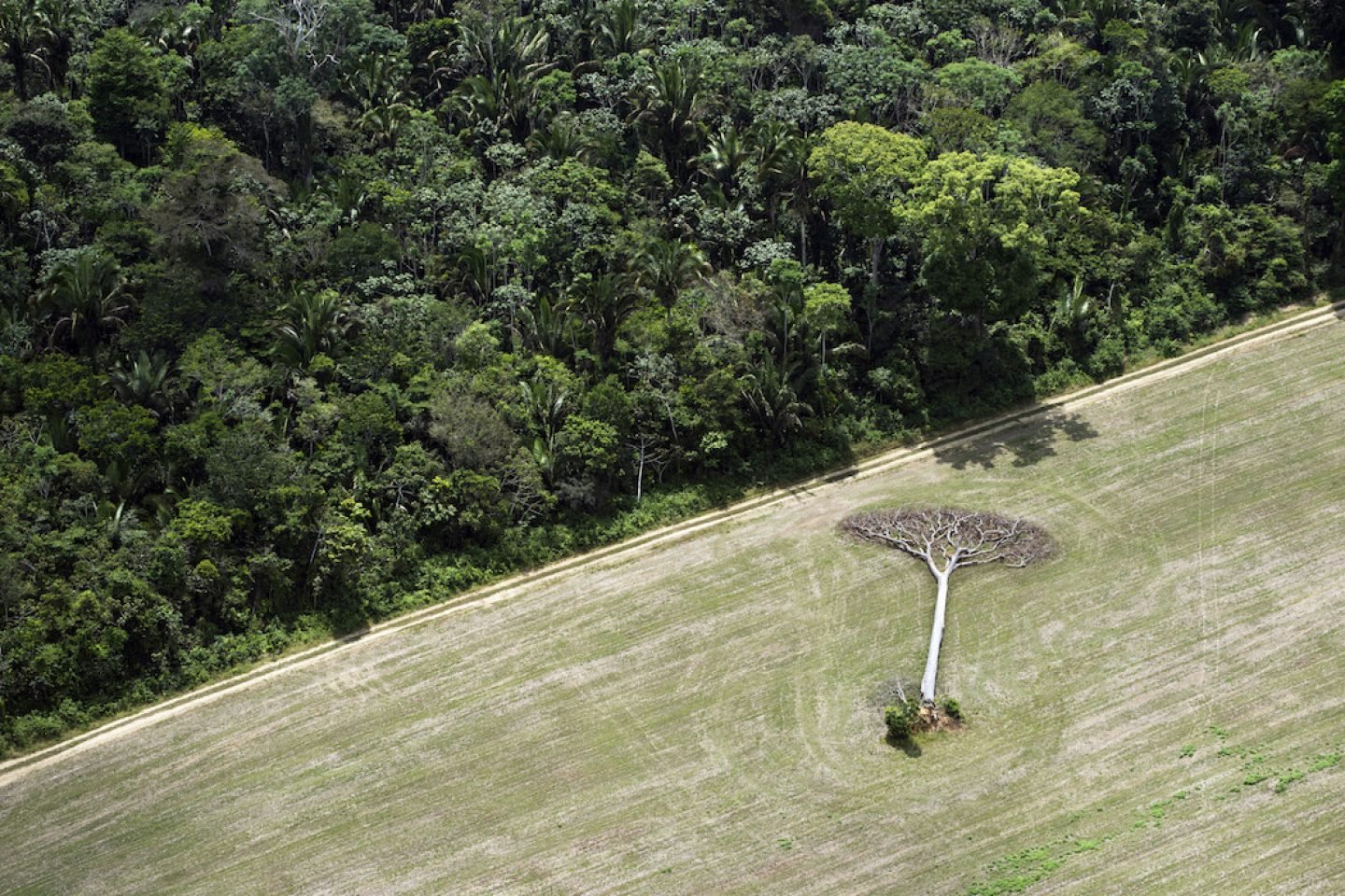 A fallen castanha tree lies in a soy field cleared from Amazon rainforest outside of Santarem, Brazil.