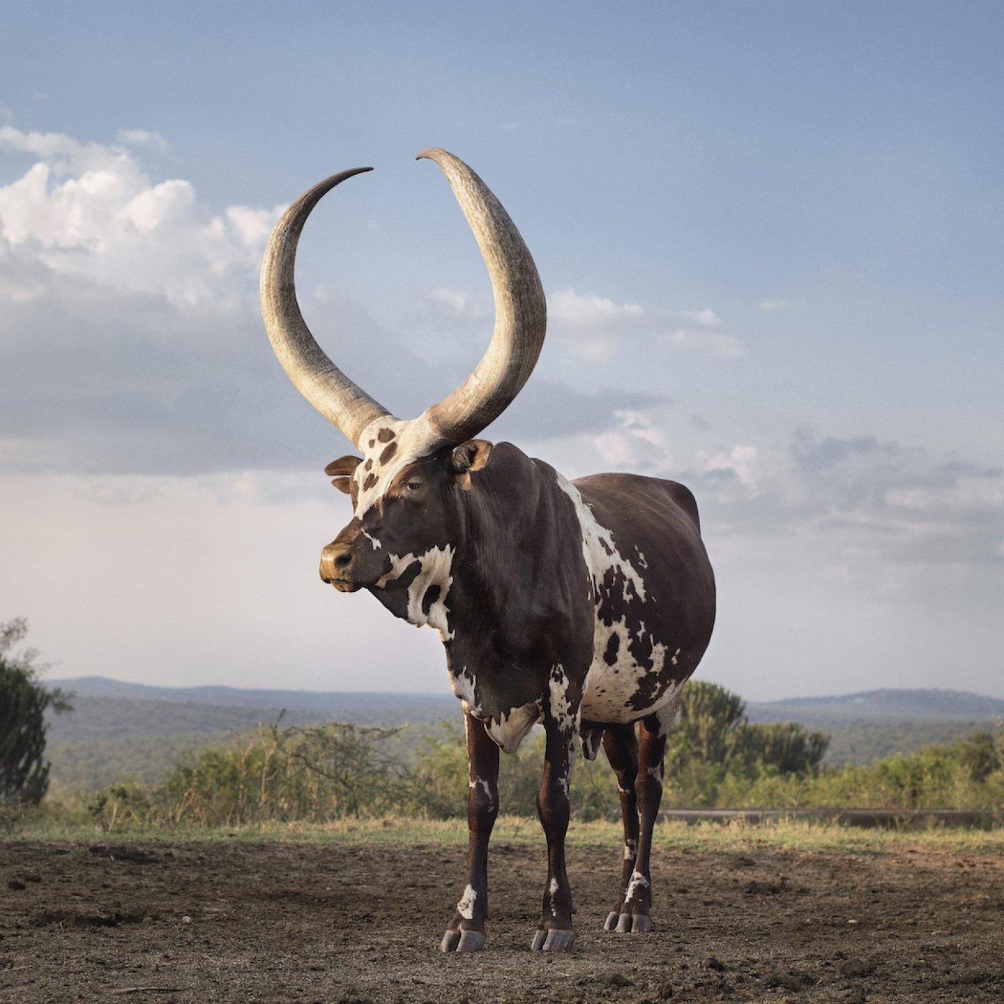 Ankole 15. Lake Mburo district, Nyabushozi, Western Region, Uganda, 2012