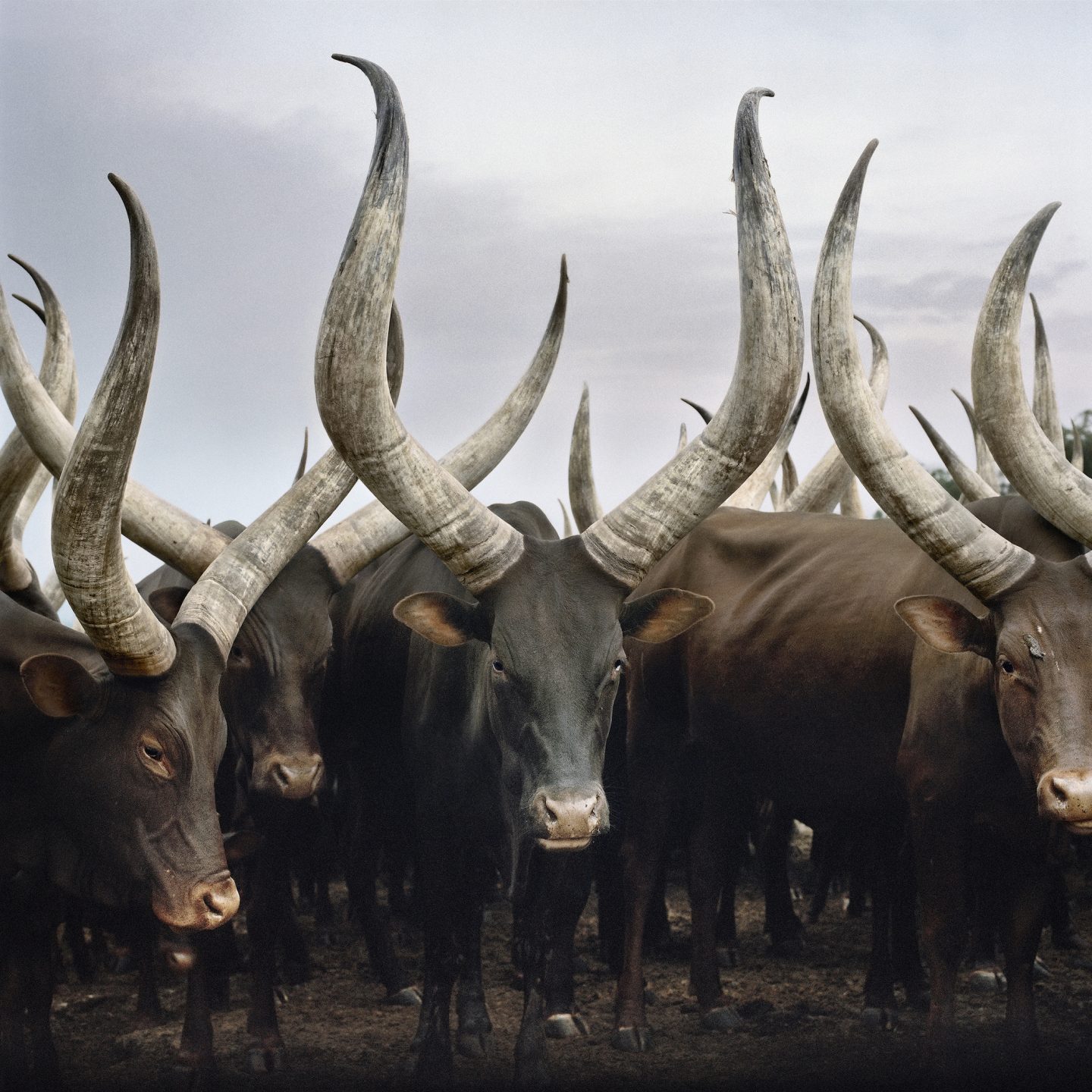 Group of Ankole cattle. Kiruhura district, Western Region, Uganda, 2012.