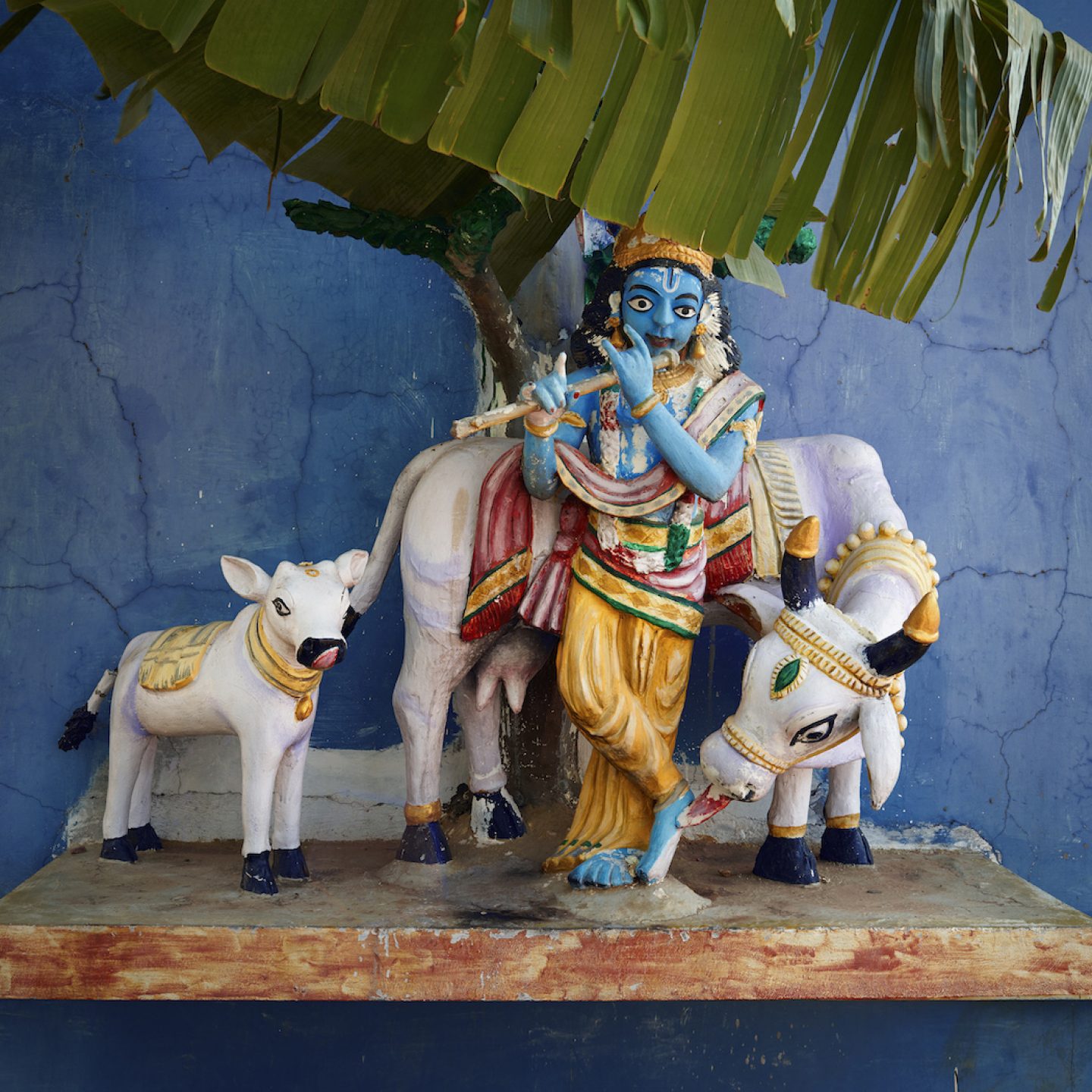 Krishna playing the flute with Nandi. Kolundampattu, Tamil Nadu, India, 2014