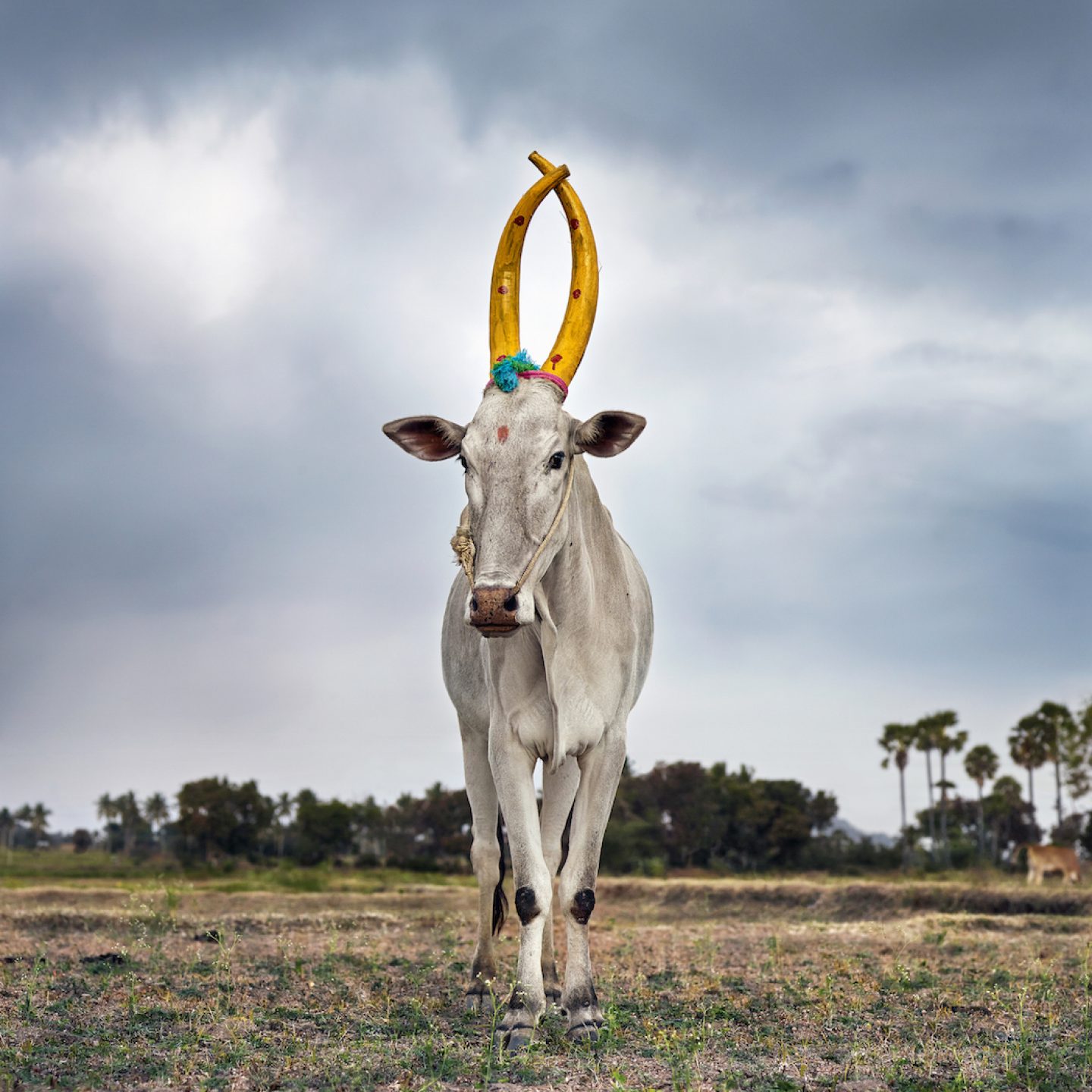 Mattu Pongal 28. Kanakkandal district, Tamil Nadu, India, 2014.