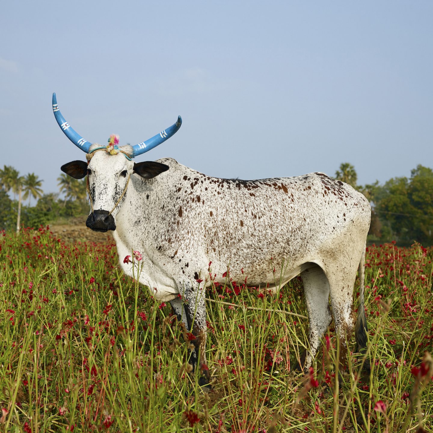 Mattu Pongal 6. Kannakurkkai district, Tamil Nadu, India, 2014.