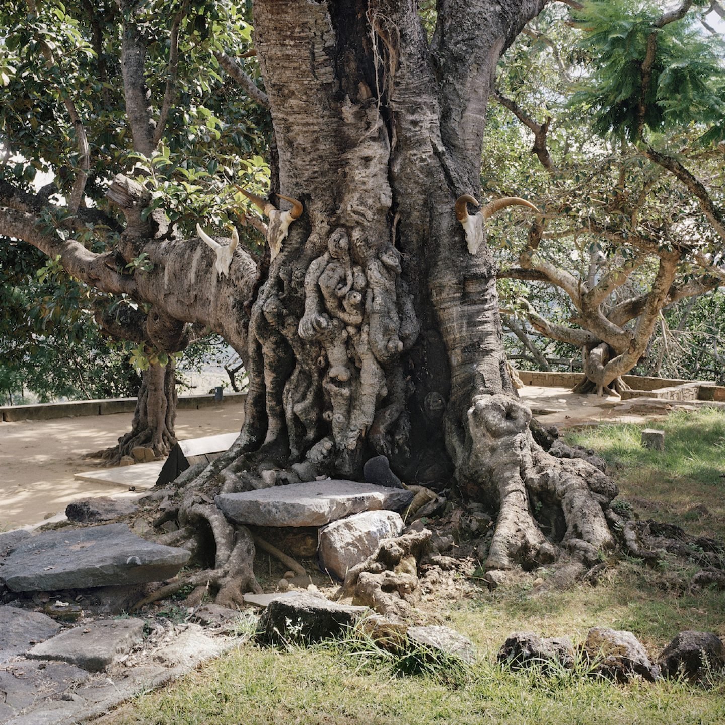 Sacrificial tree. Royal hill of Ambohimanga, Antananarivo, Analamanga, Madagascar, 2013