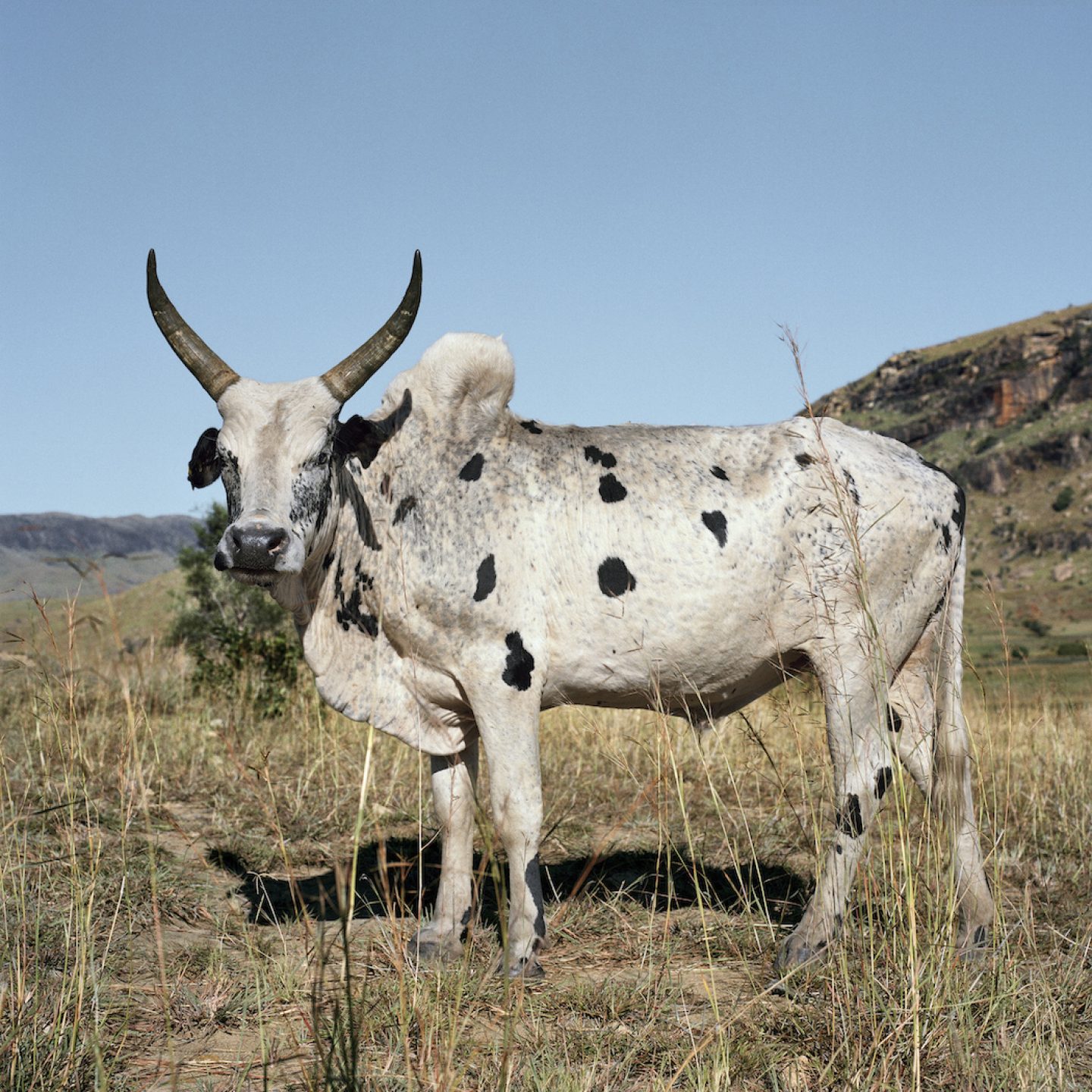 Zebu 4. Outside Ambohimahasoa, Haute Matsiatra, Madagascar, 2013