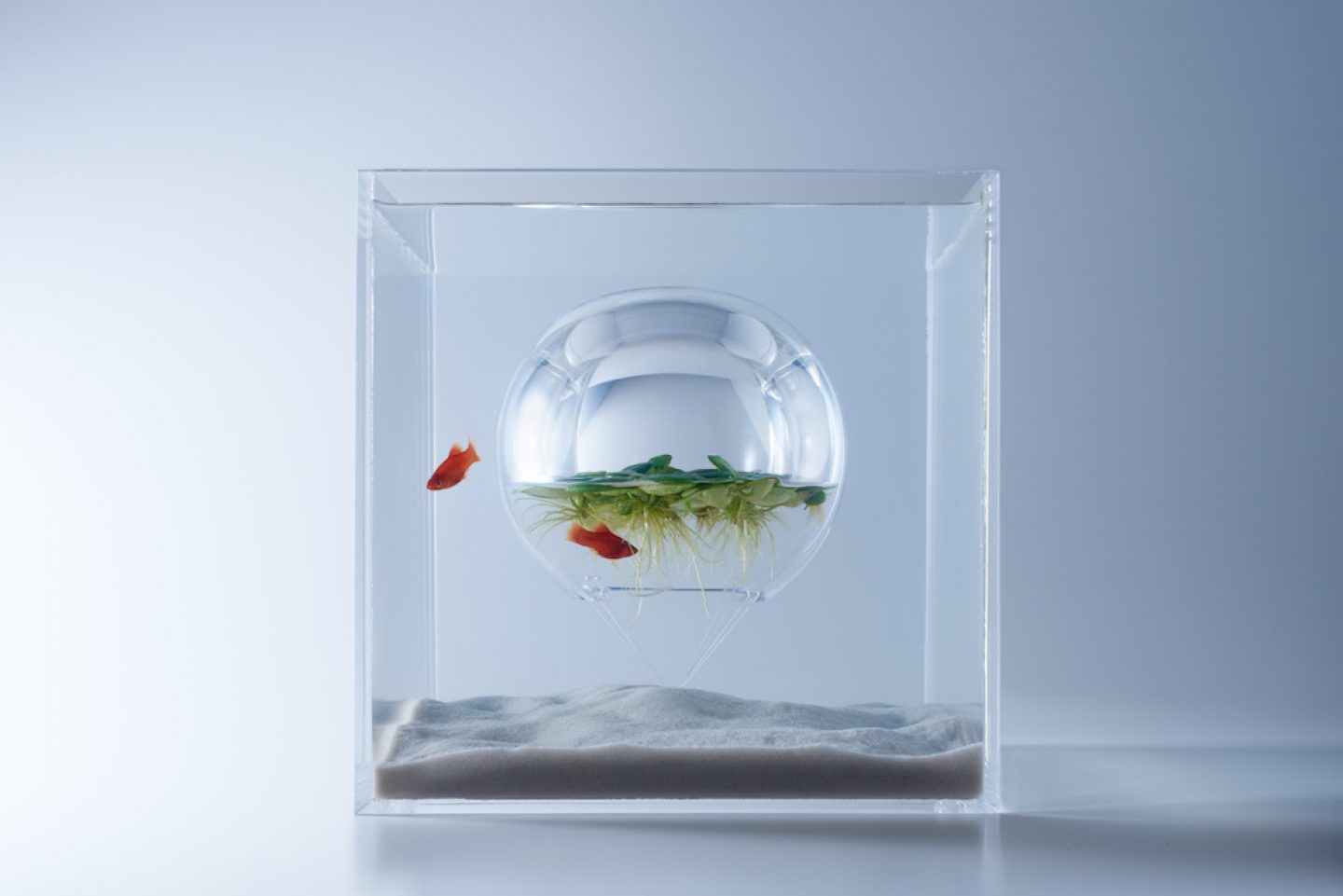 Sculptural Fish Tanks By Misawa Design Institute - IGNANT